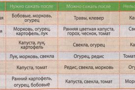 Как сажать морковь