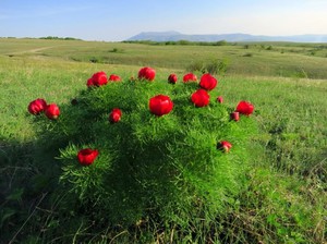 Пион тонколистный