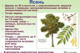 Выращивание и уход