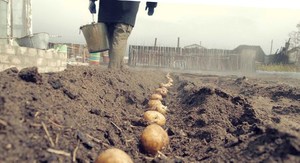 Как сажали картошку наши бабушки