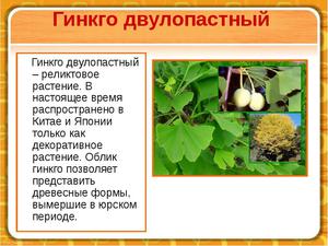 Древнейший вид