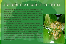 Время цветения Липы