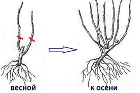Обрезка куста