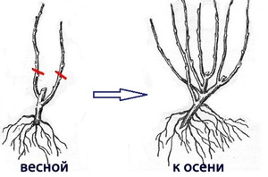 Обрезка куста