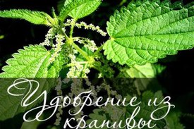 Удобрение из крапивы