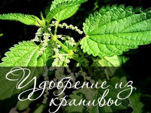 Удобрение из крапивы