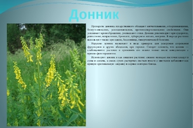 Описание растения Донник