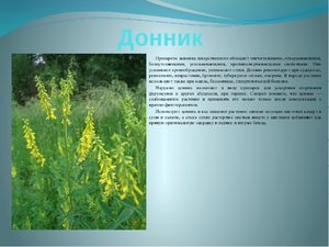 Описание растения Донник