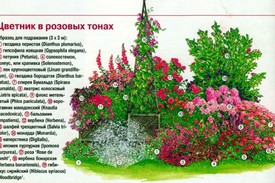Особенности выращивания рассады цветов