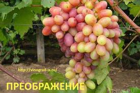 Как выращивать виноград