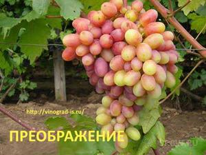 Как выращивать виноград 