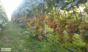 Саженцы винограда преображение