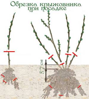 Как обрезать крыжовник