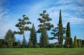 Хвойные деревья и кустарники