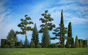 Хвойные деревья и кустарники