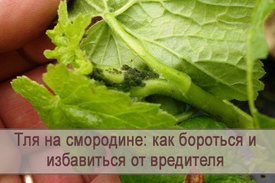 Как эффективно избавиться от тли на смородине 