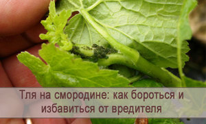 Как эффективно избавиться от тли на смородине 