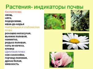 Кислотность почвы - как определить 