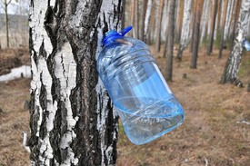 Как правильно собирать березовый сок