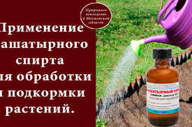 Нашатырный спирт для растений