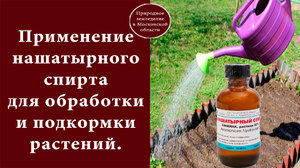 Нашатырный спирт для растений
