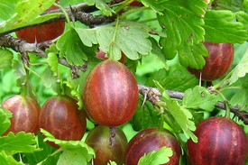 Крыжовник - плодовый кустарник