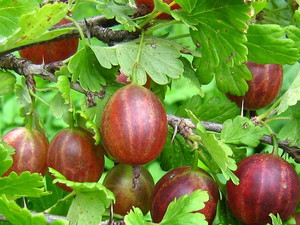 Крыжовник - плодовый кустарник