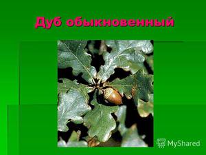 Выращивание дуба 