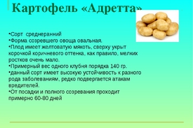 Выращивание картофеля Адретта