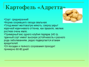 Выращивание картофеля Адретта