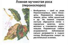 Мучнистая роса