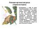 Мучнистая роса