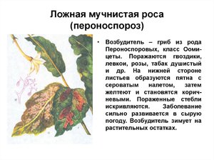 Мучнистая роса
