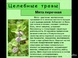 Перечная мята