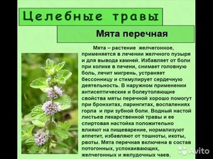 Перечная мята