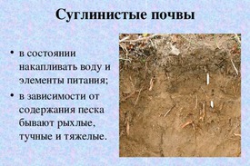 Какая это суглинистая почва