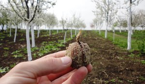 Как вырастить грецкий орех