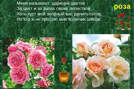 Какие есть сорта роз
