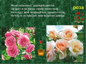 Какие есть сорта роз