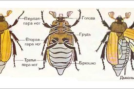 Майский жук