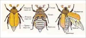 Майский жук