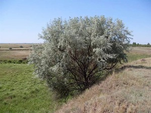 Как выглядит лох узколистный